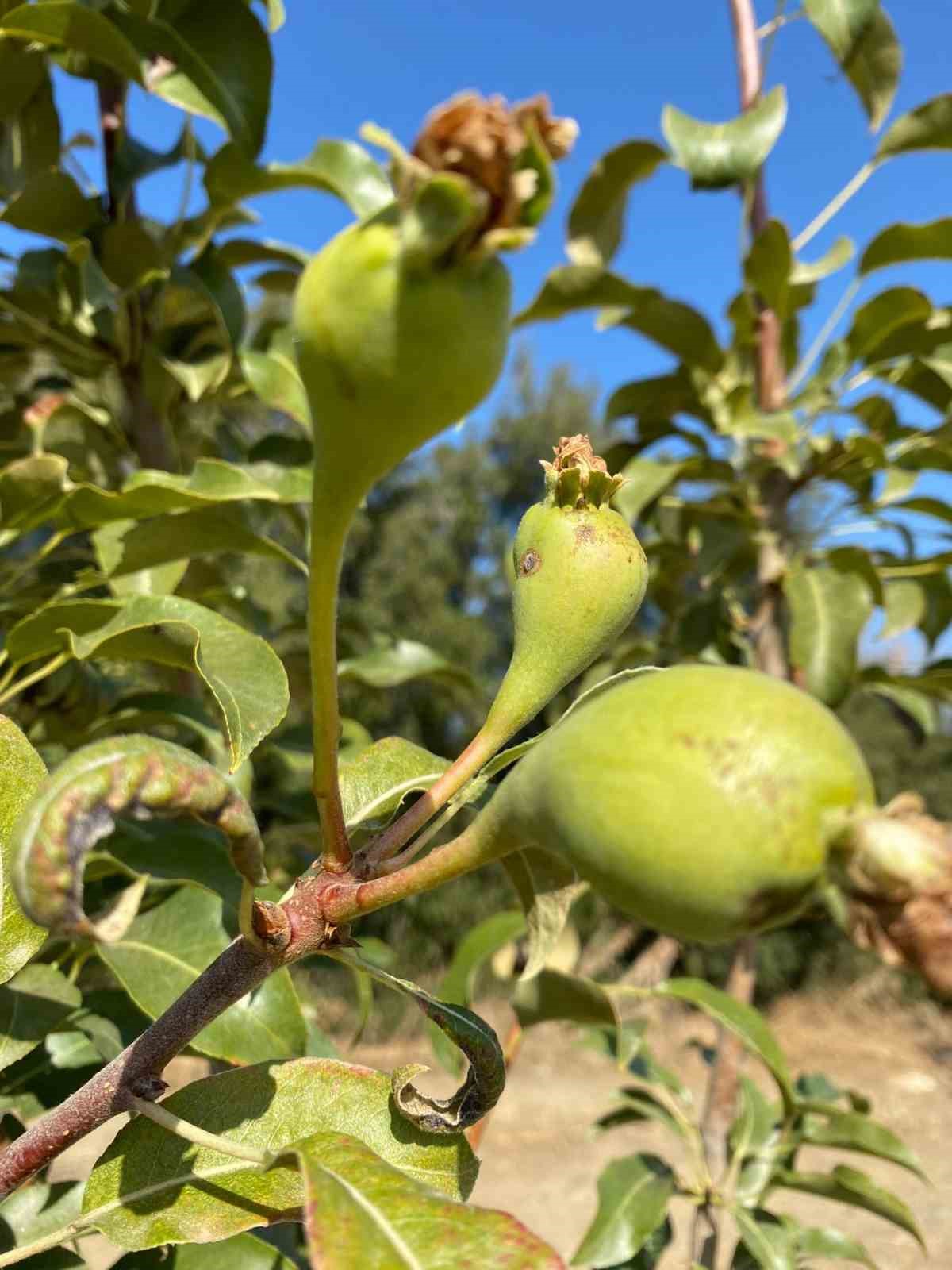 Armut ağacı ikinci kez meyve verdi
