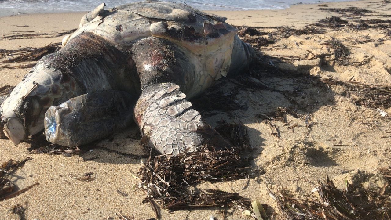 Edirne’de ölü caretta caretta karaya vurdu