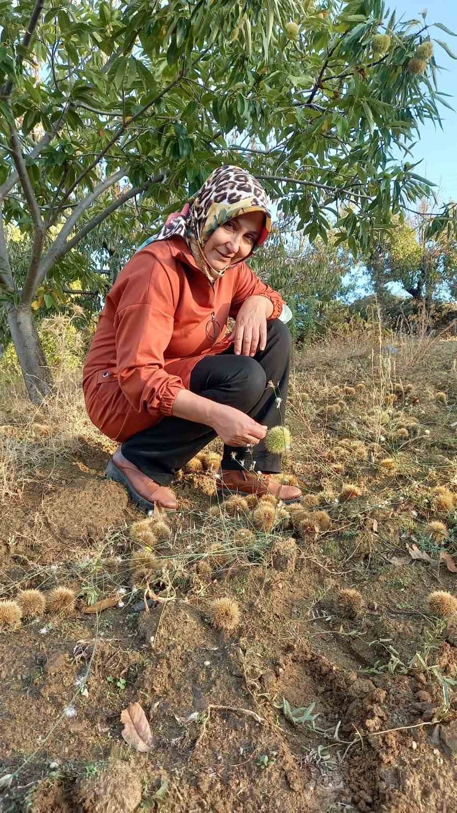 Sarıgöl’de kestane hasadına başlandı