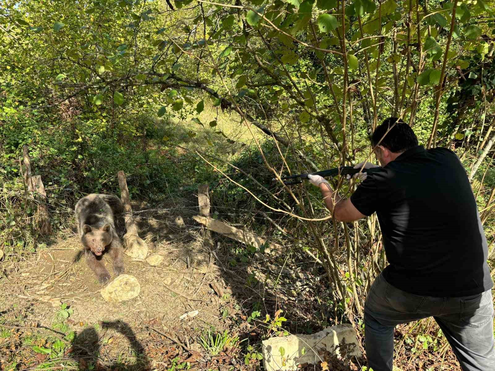 Bartın’da ayı kurtarma operasyonu