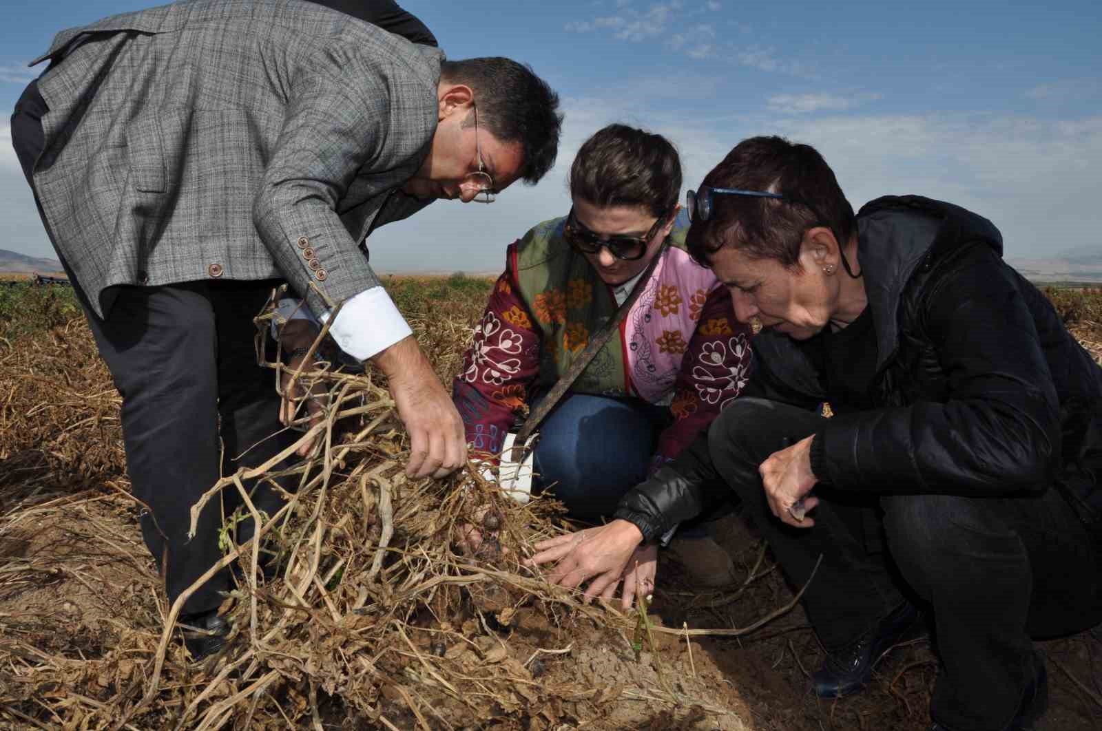 ETB'den mor patates ilgisi