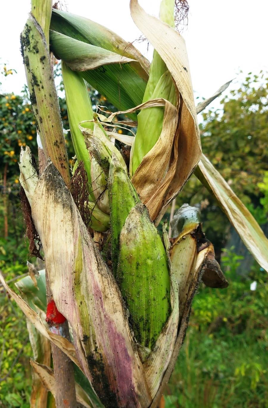 1 kök mısırda 15 koçan