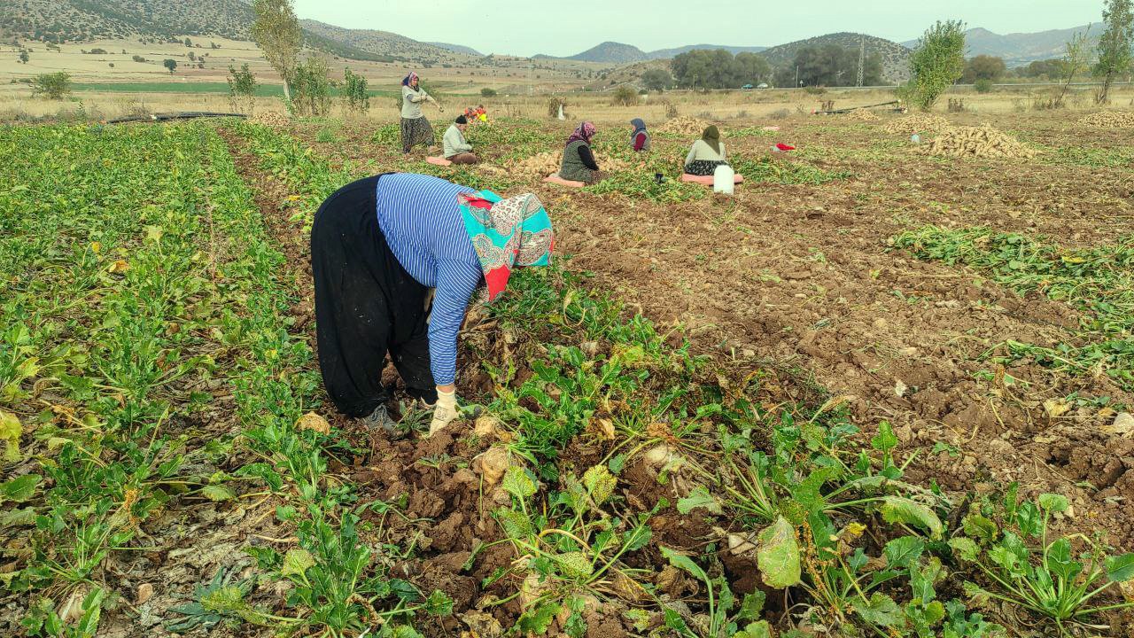 Yozgat&rsquo;ta şeker pancarında imece usul&uuml; hasat
