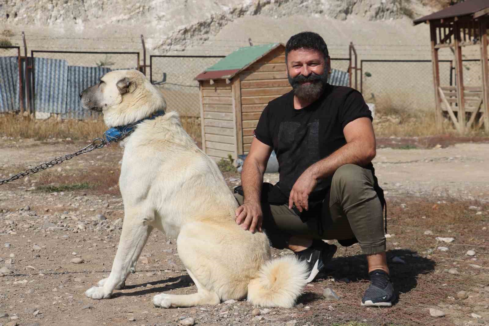 Uzmanı gerçek kangal köpeklerinin özelliklerini anlattı