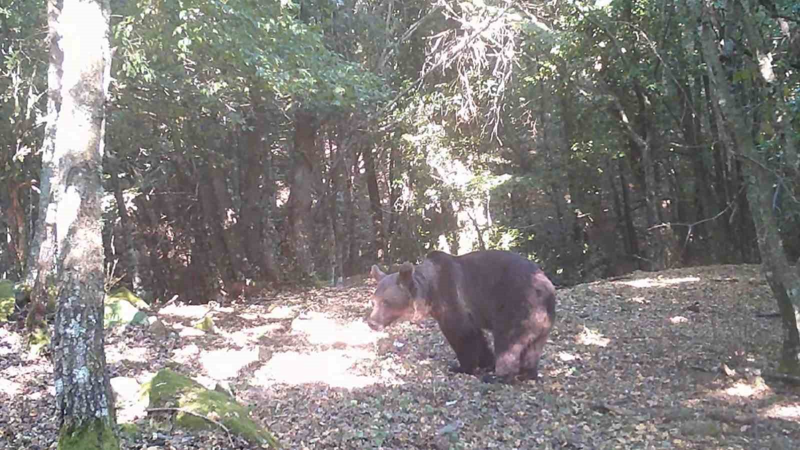 (Özel) Çanakkale’de boz ayı görüntülendi
