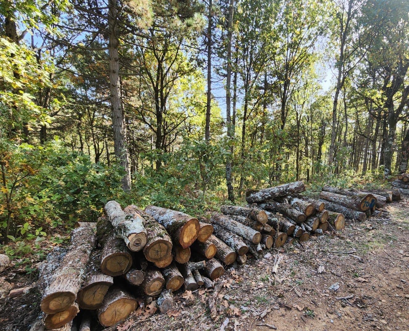 Bayramiç’te meşe ağaçlarını çalan 3 şüpheli tutuklandı