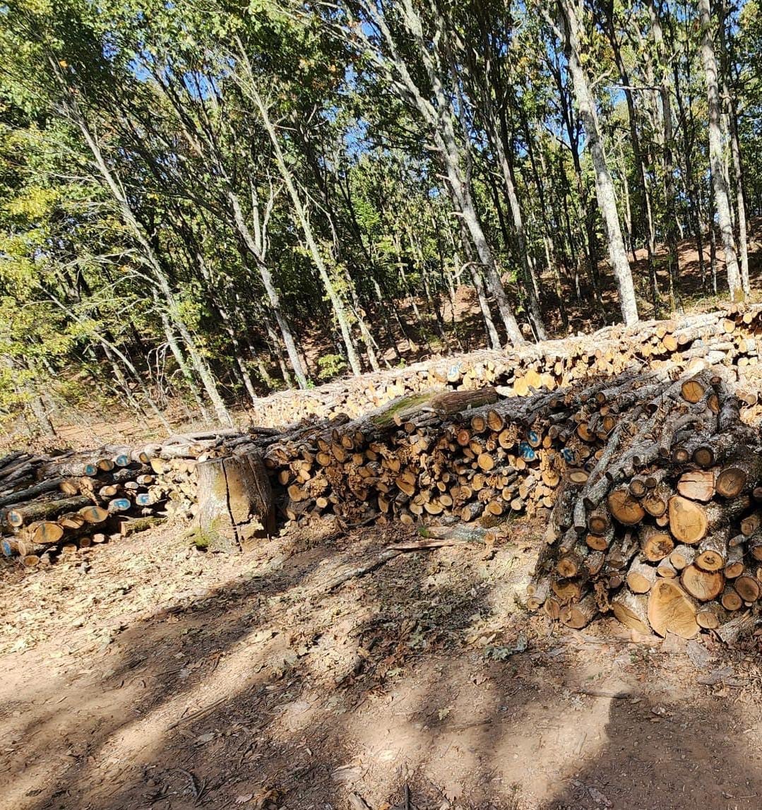 Bayrami&ccedil;&rsquo;te meşe ağa&ccedil;larını &ccedil;alan 3 ş&uuml;pheli tutuklandı
