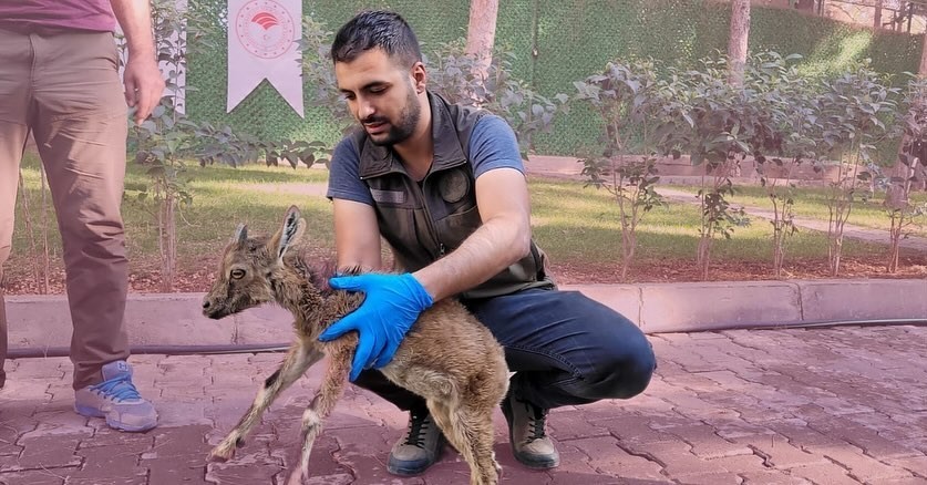 Bitkin düşen yavru dağ keçisi tedavi altına alındı