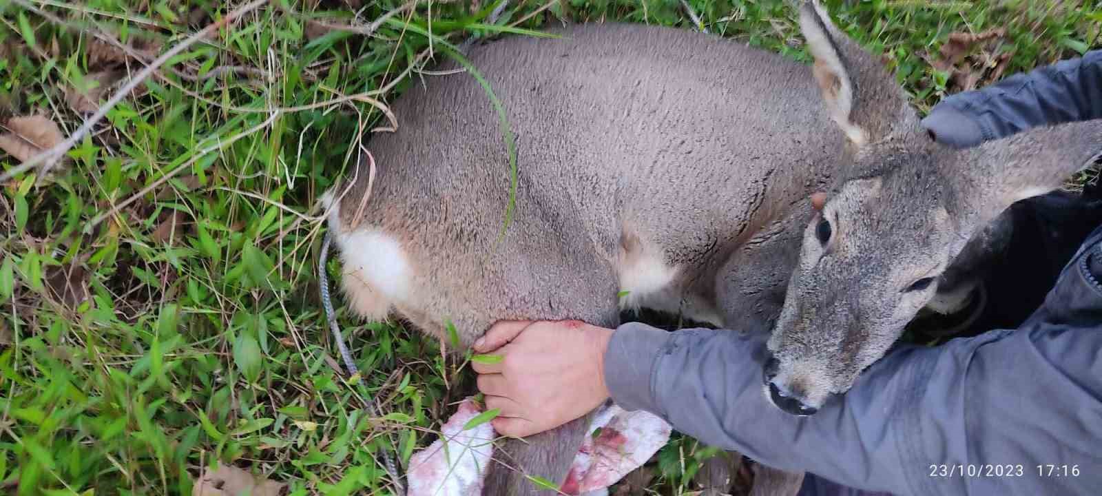 Köpeklerin saldırısına uğrayan karacayı işçiler kurtardı