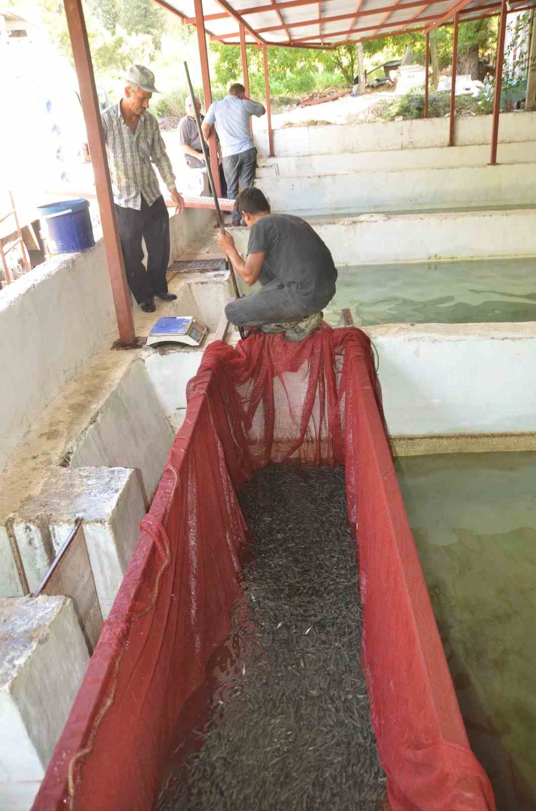 Hobi olarak başladığı alabalık tesisinde her yıl milyonlarca somon ve alabalık &uuml;retiyor
