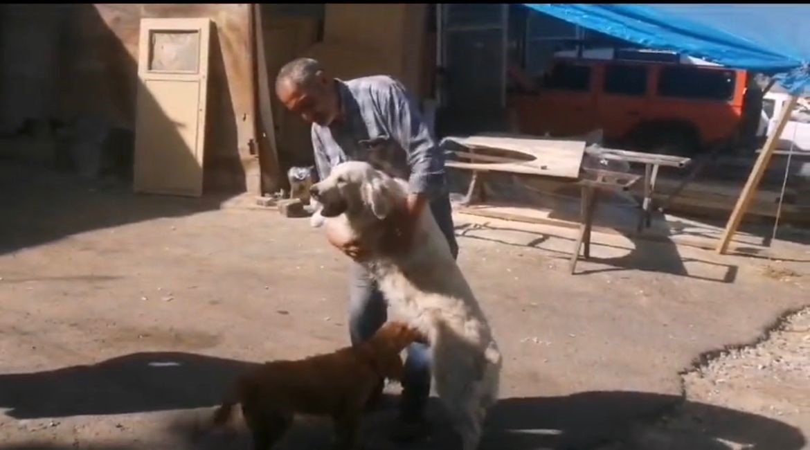 Yaralı k&ouml;peğe belediye sahip &ccedil;ıktı
