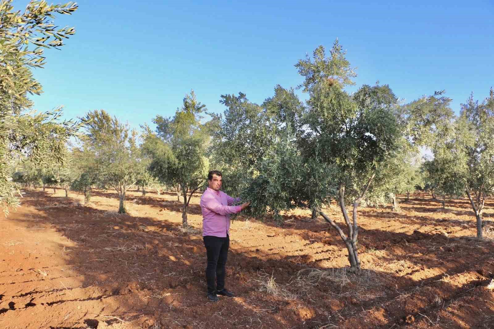 Silopili çiftçi, bölgede ilk yer altı damlama sistemini kurdu
