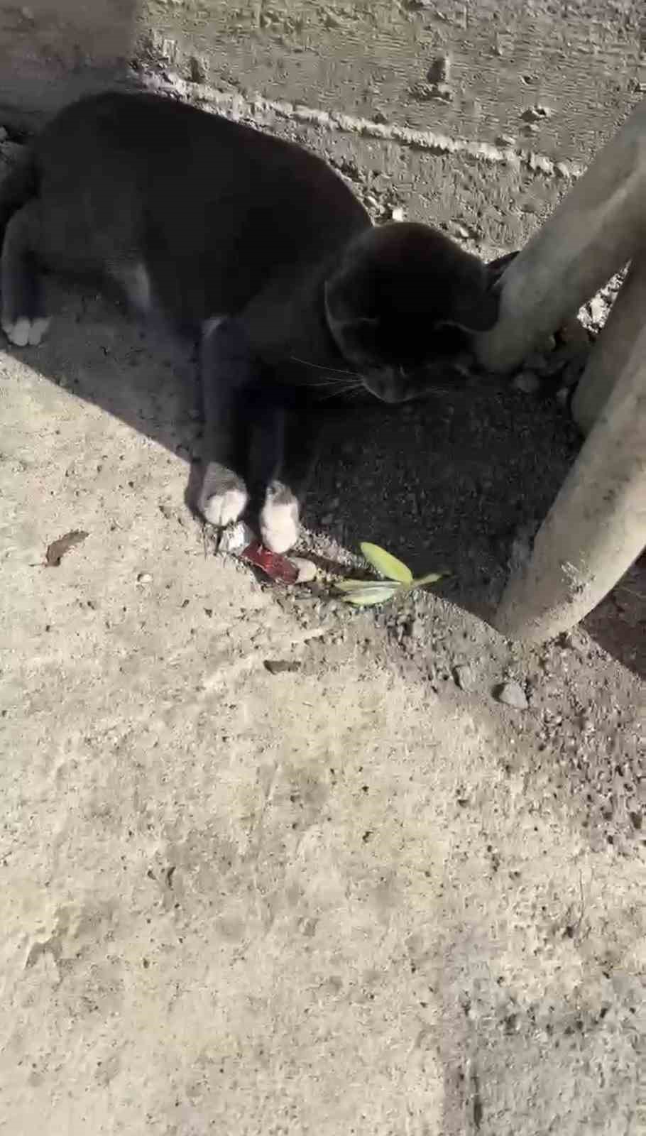 Kedinin fare ile oyunu izleyenleri g&uuml;l&uuml;msetti
