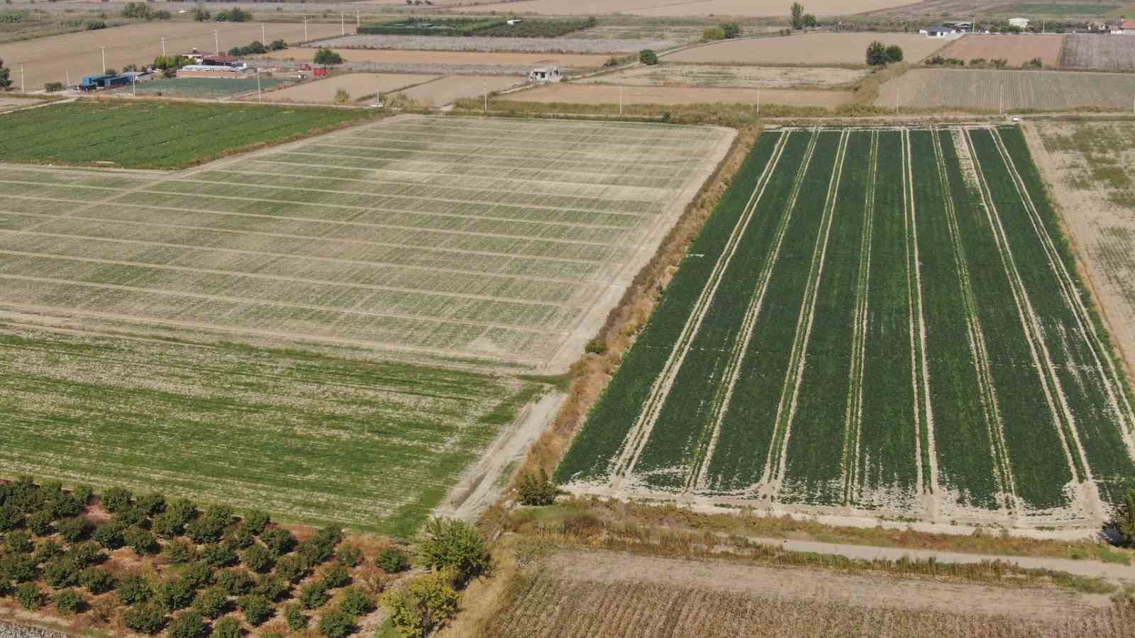 T&uuml;rkiye&rsquo;nin ıspanak deposunda hasat zamanı: Tarlada 4, pazarda 20 TL
