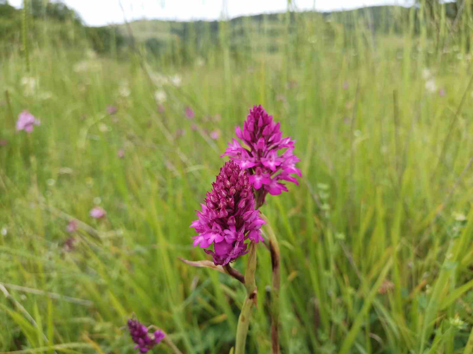 Samsun’da 154 tür endemik bitki ve hayvan bulunuyor