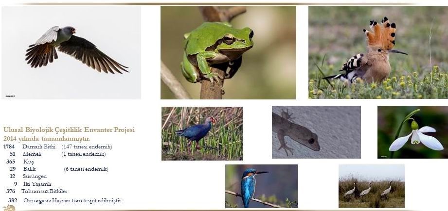 Samsun’da 154 tür endemik bitki ve hayvan bulunuyor