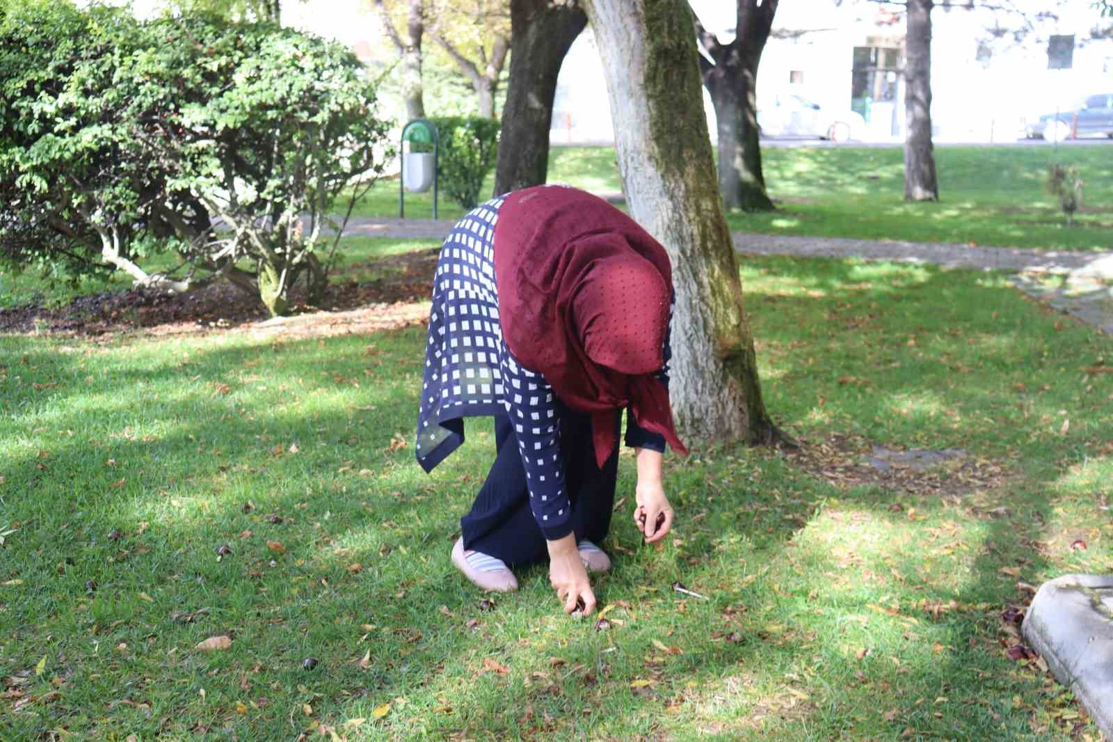 Parklarda bolca bulunmaya başlanan at kestanelerine dikkat
