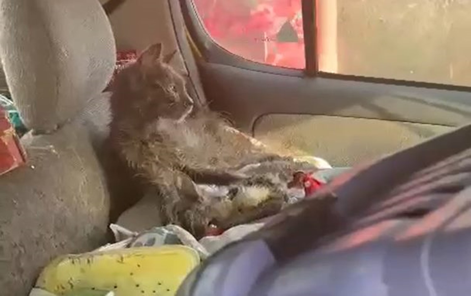 Söke’de ’hayvanlara kötü muamele’ iddiası