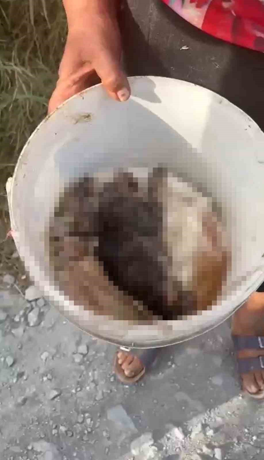 S&ouml;ke&rsquo;de &rsquo;hayvanlara k&ouml;t&uuml; muamele&rsquo; iddiası
