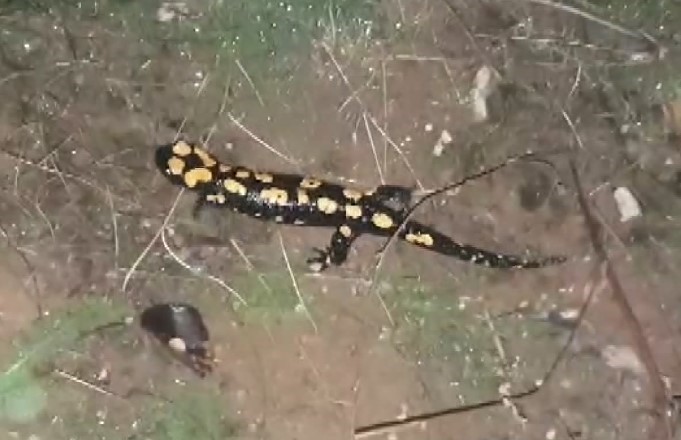 Tunceli’de soyu tehlikede olan benekli semender görüntülendi
