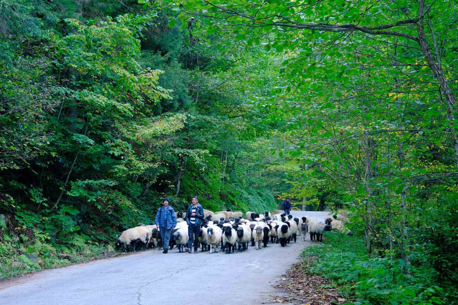 G&uuml;m&uuml;şhane&rsquo;nin y&uuml;ksek yaylalarından s&uuml;r&uuml; g&ouml;&ccedil;leri devam ediyor
