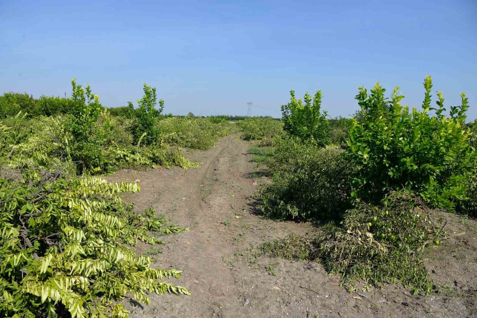 Adanada kilosu 50 kurua den limon aalar sklyor
