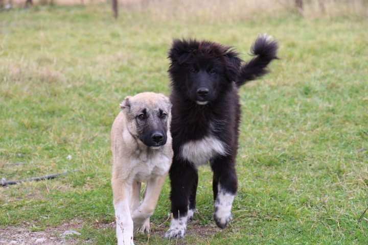 Kaymakamın bulduğu yavru köpekler güvenlik güçlerine arkadaş oldu