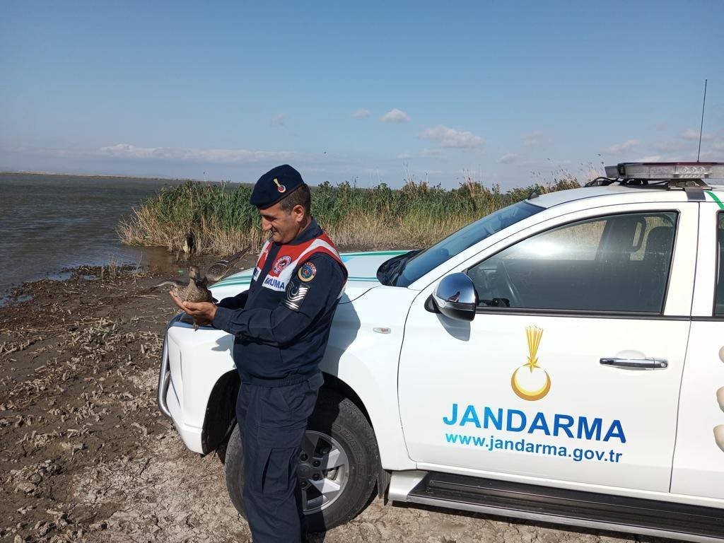 Yaralı &ouml;rdek jandarma ekiplerince kurtarıldı
