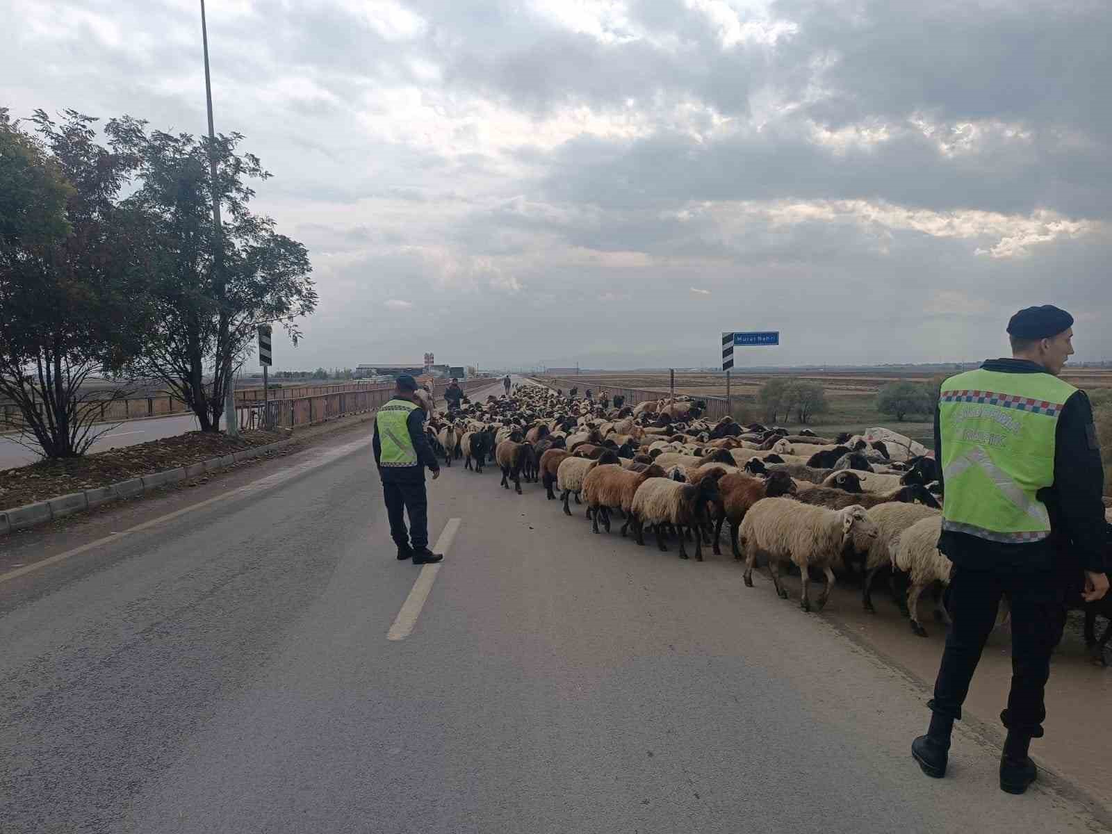 Jandarma ekipleri hayvanlar için güvenli geçiş sağladı