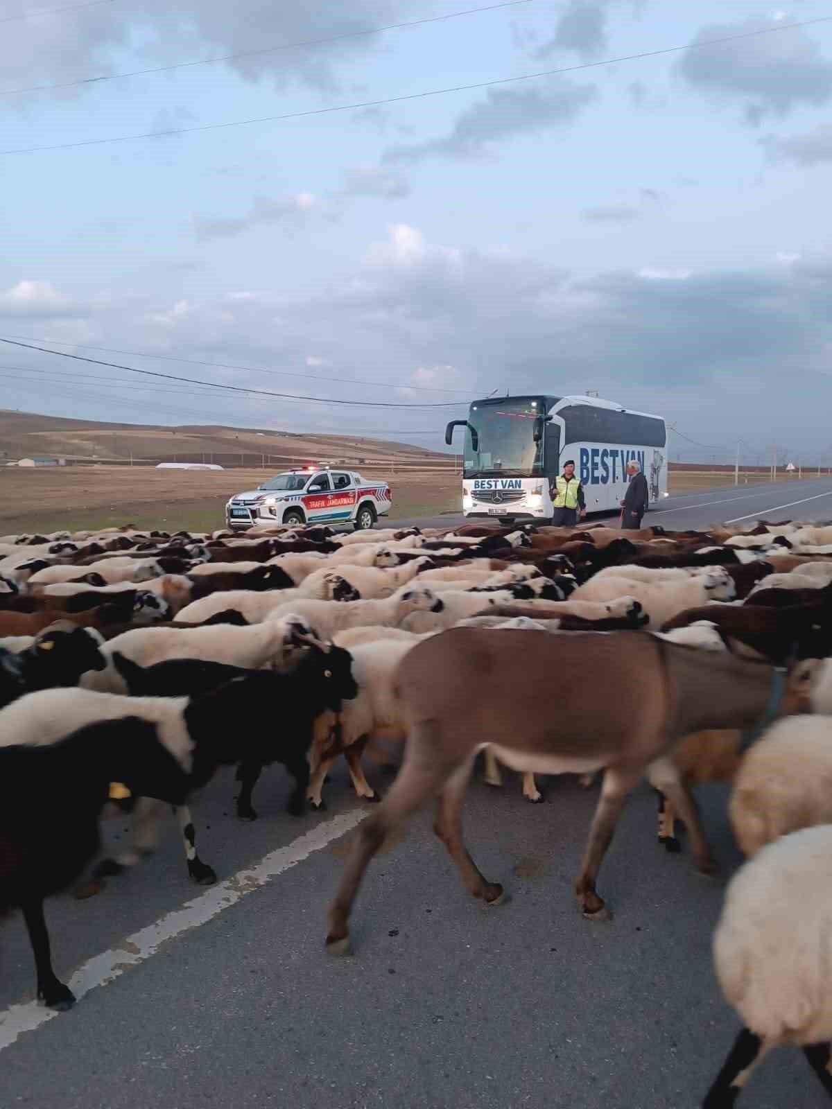 Jandarma ekipleri hayvanlar için güvenli geçiş sağladı
