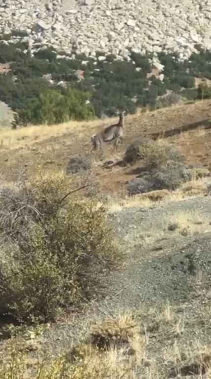 Burdur’da ilk kez geyik gören vatandaş şaşkınlığını gizleyemedi