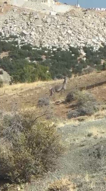 Burdur&rsquo;da ilk kez geyik g&ouml;ren vatandaş şaşkınlığını gizleyemedi
