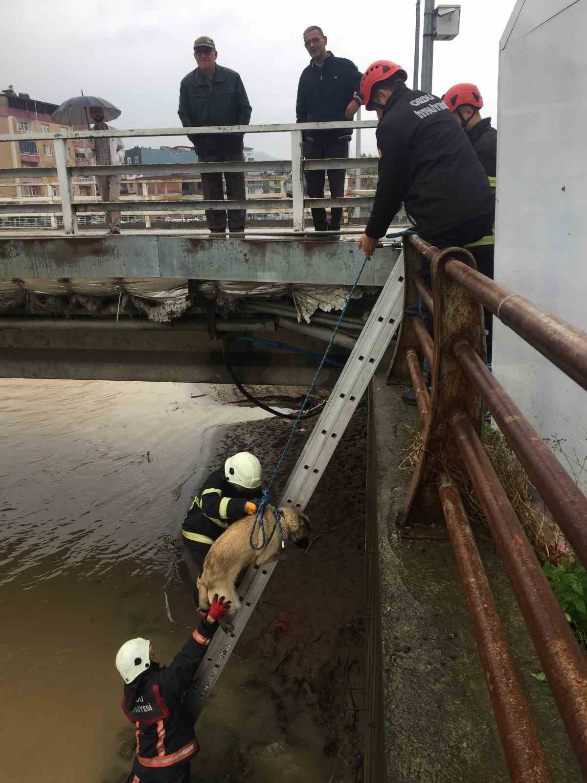 İtfaiye ekipleri dere kenarına d&uuml;şen k&ouml;pek i&ccedil;in seferber oldu
