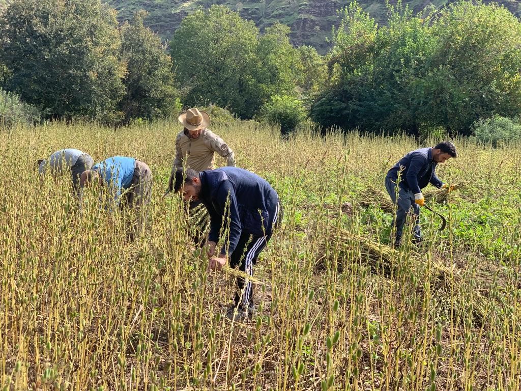 Irak’ın sıfır noktası Derecik ilçesinde susam hasadı başladı