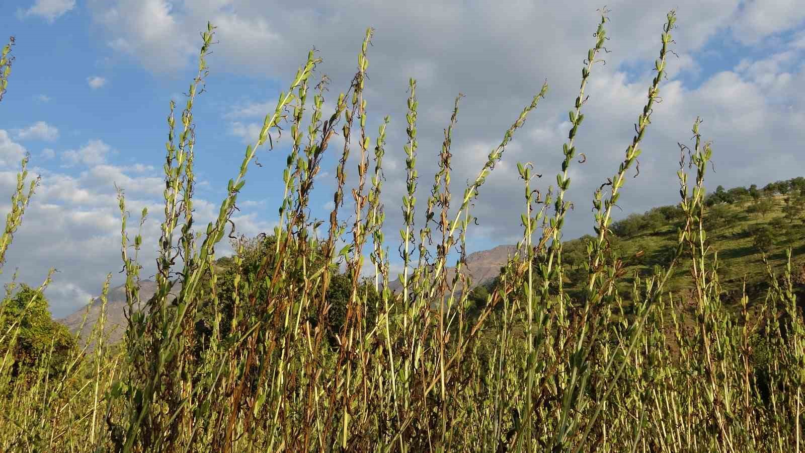 Irak’ın sıfır noktası Derecik ilçesinde susam hasadı başladı