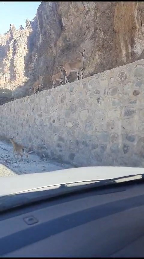 Gümüşhane’de yaban keçileri ilçe merkezine indi