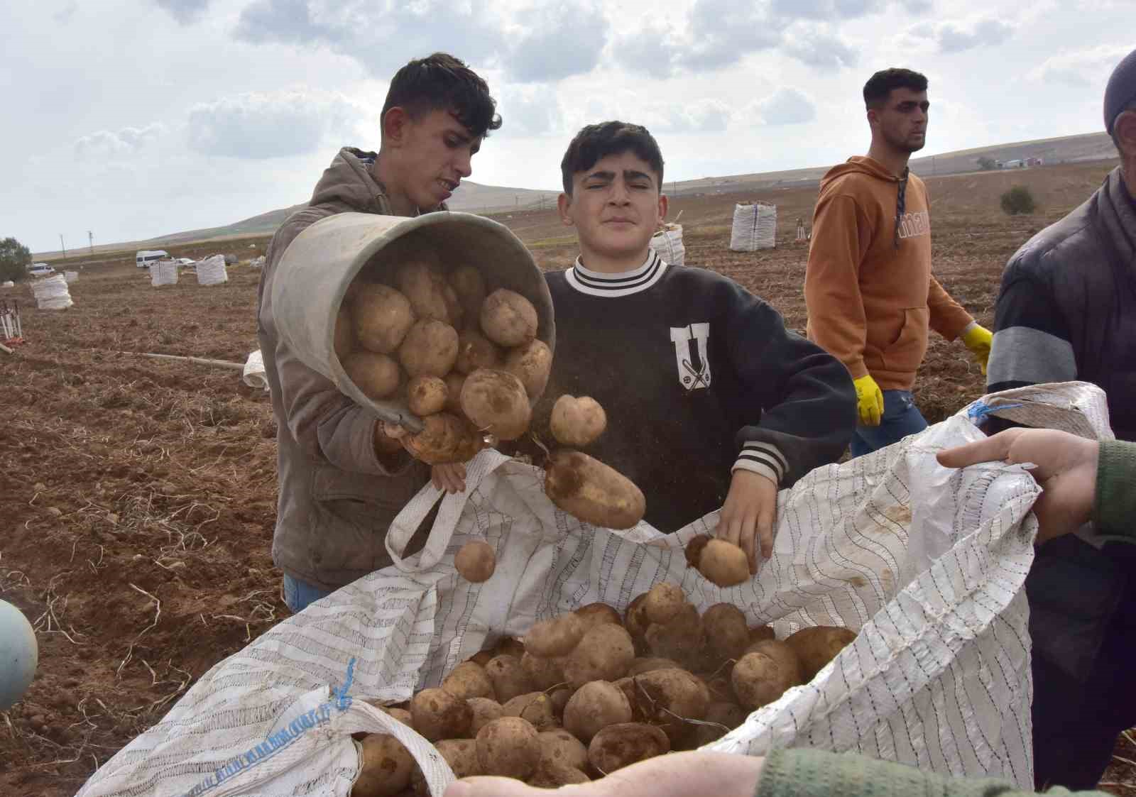 Türkiye’nin patates ambarlarından olan Ahlat’ta hasat başladı
