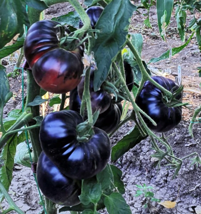 Yozgatlı &ccedil;ift, sağlıklı nesiller i&ccedil;in ata tohumu &uuml;retiyor
