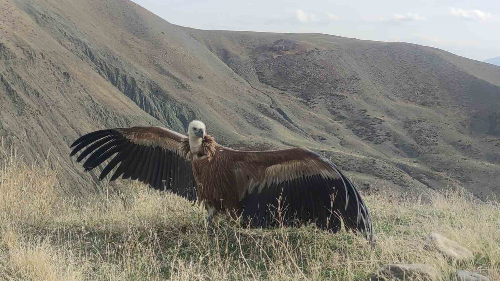 Kızıl akbaba 3 ay sonra yeniden &ouml;zg&uuml;r
