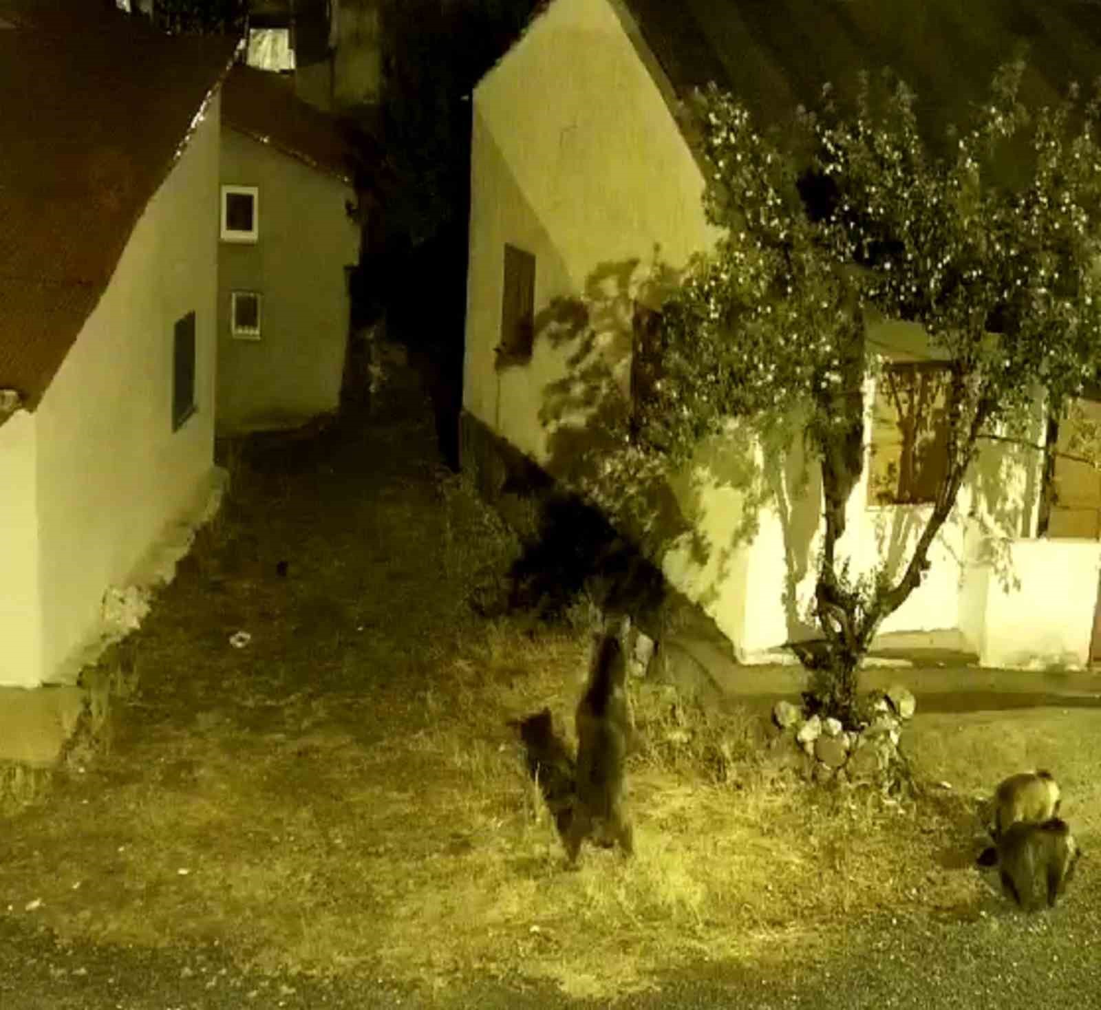 Sivas'ta aç kalan ayılar köyde tırmandıkları ağaçta meyve yedi