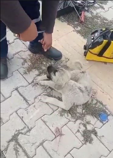 Elazığ’da ayakları bağlı olan köpeği vatandaşlar kurtardı