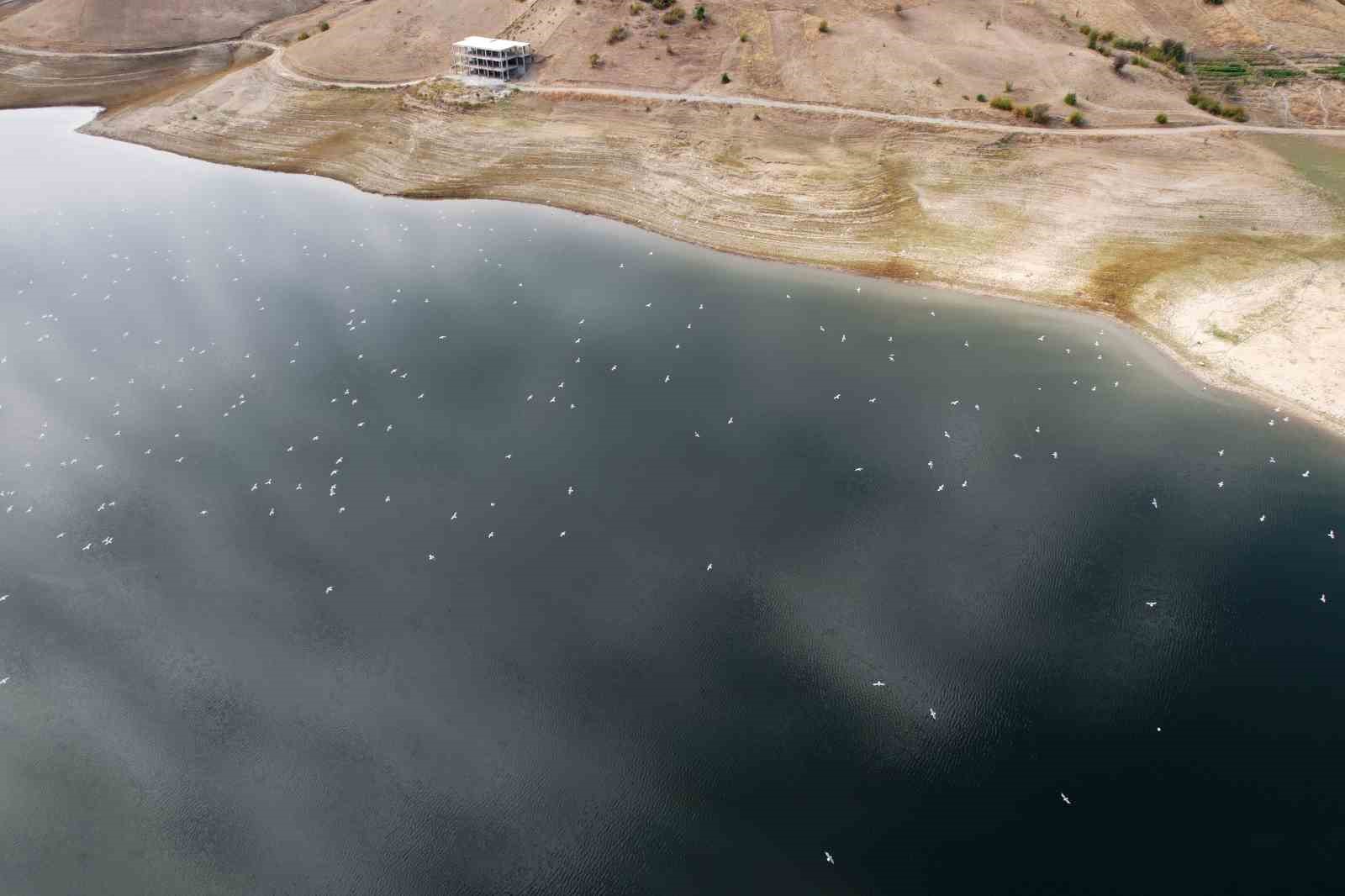 Martı s&uuml;r&uuml;s&uuml; dron tarafından g&ouml;r&uuml;nt&uuml;lendi
