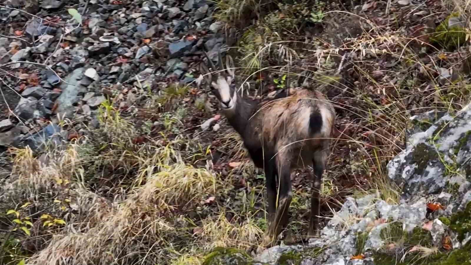 G&uuml;m&uuml;şhane&rsquo;de &ccedil;engel boynuzlu dağ ke&ccedil;ileri dronla g&ouml;r&uuml;nt&uuml;lendi
