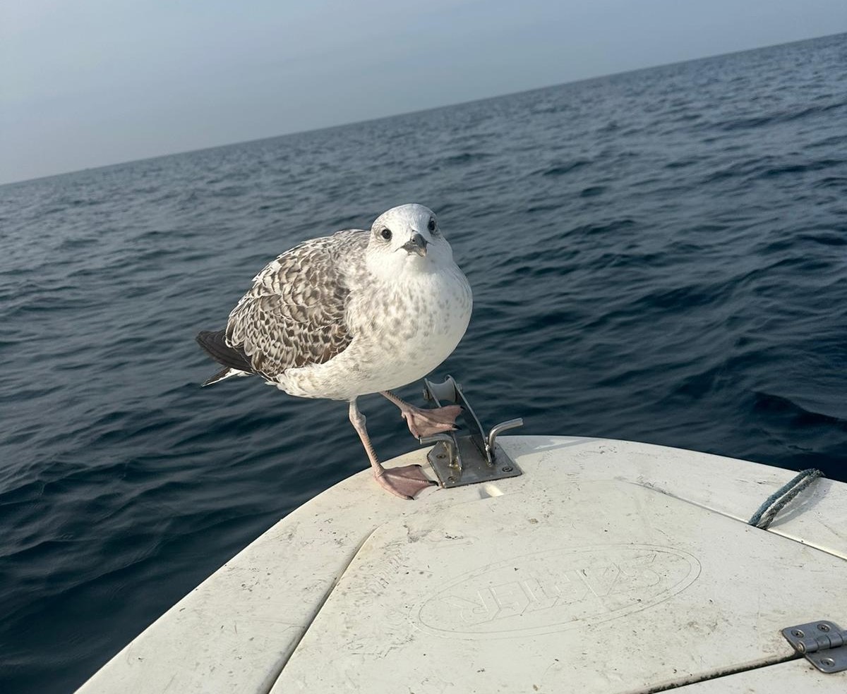 Denize a&ccedil;ıldıkları &rsquo;martı&rsquo; ile tuttukları balıkları paylaştılar
