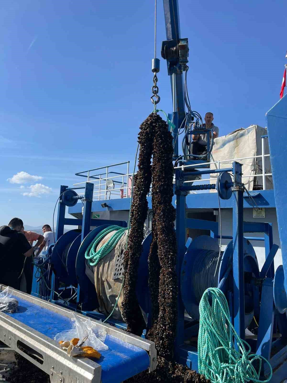 Sinop&rsquo;ta midye seyreltme &ccedil;alışması
