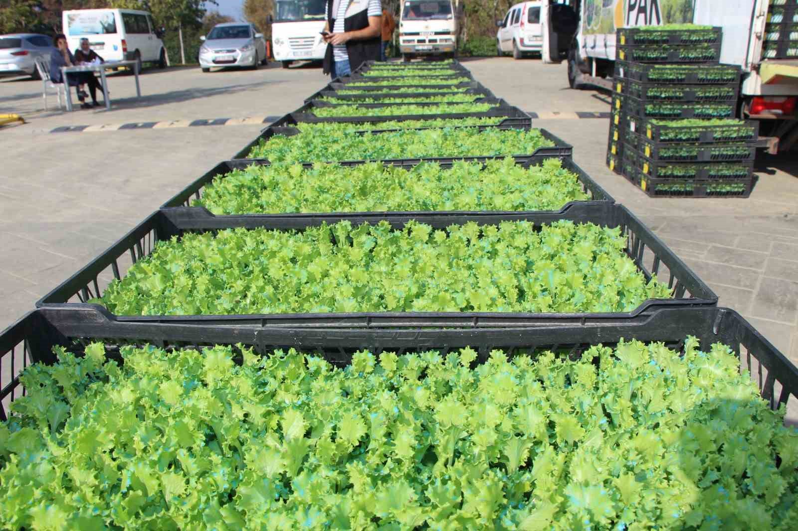 Yalova&rsquo;da &ccedil;ift&ccedil;ilere 595 bin kıvırcık fidesi dağıtıldı
