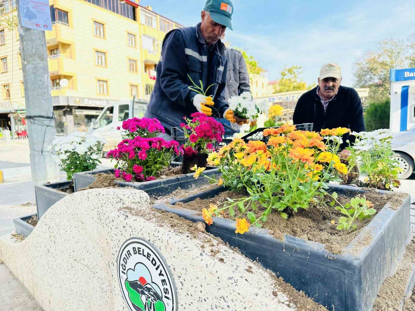 Iğdır mevsimlik çiçekler ile rengarenk