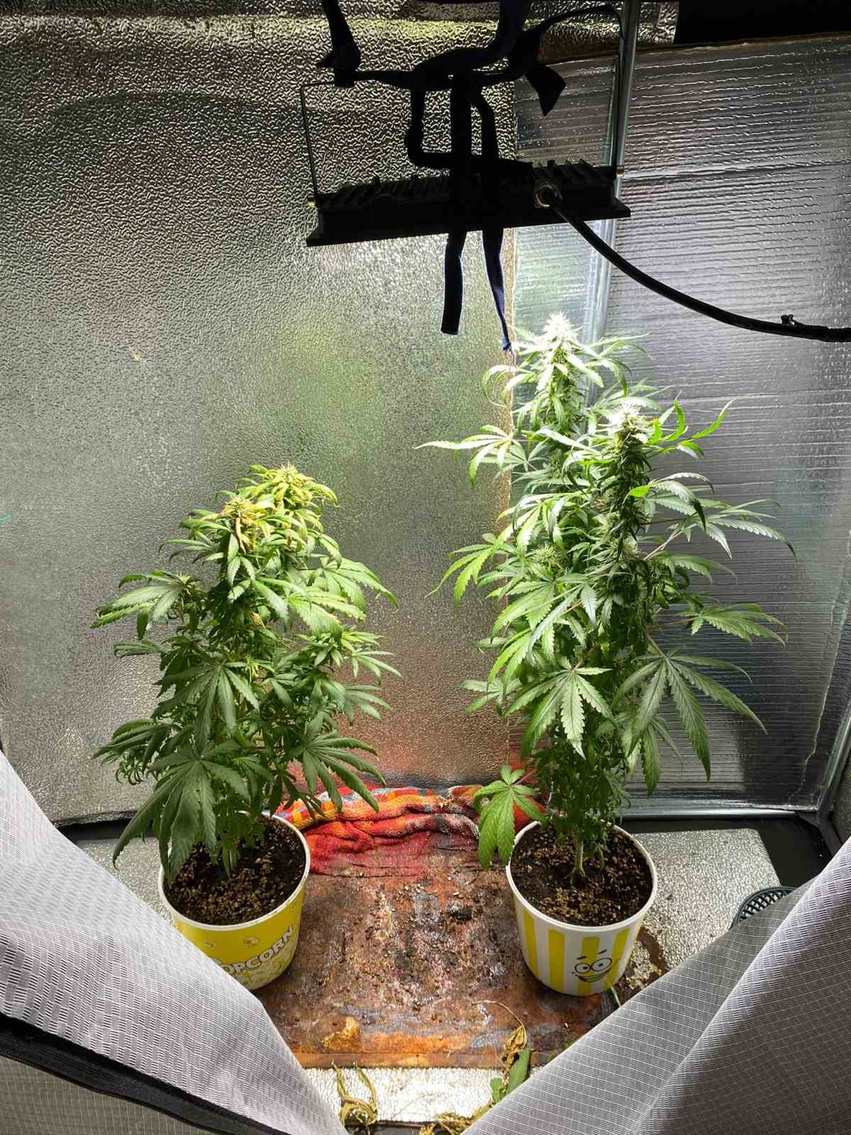 Samsun'da narkotik uygulaması: 22 kişi yakalandı