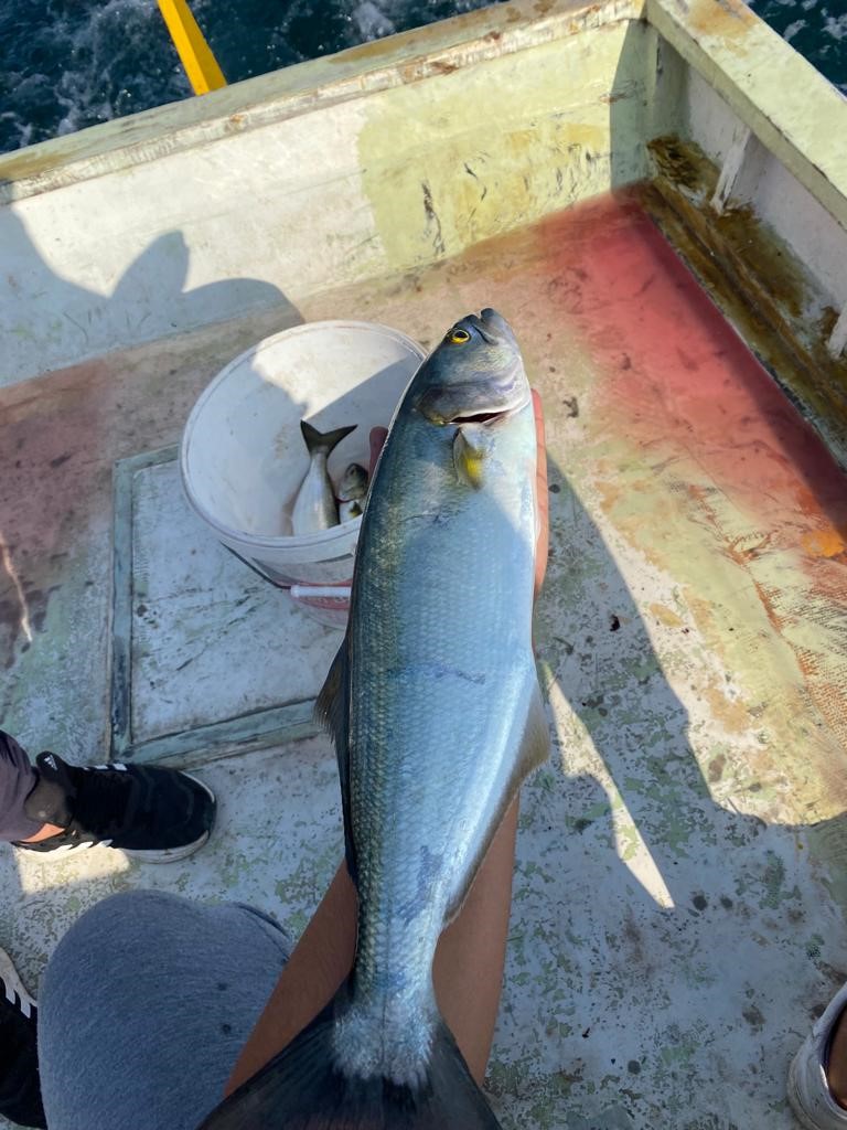 Amatör balıkçının oltasına 1 kiloluk kofana balığı takıldı