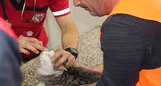 Depremden kurtarılan hayvanlara Tatvan kucak açtı